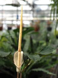 Image result for Amorphophallus goetzei
