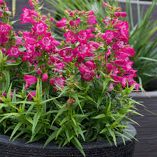Image result for Penstemon