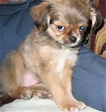 Similarly, dog registries like the american canine hybrid club and the designer canine registry have already recognized this mix. Shih Tzu Chihuahua Mix A K A Shichi Breed Info 21 Pictures Animalso
