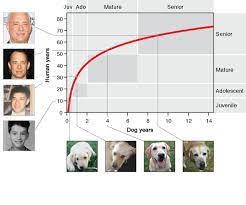 So 1 year in dog years could equal anywhere from 4 to 15 human years, depending on which life stage your dog is in, as well as their size. How Old Is Your Dog In Human Years Scientists Develop Better Method Than Multiply By 7