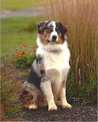 Australian Shepherd Smart Working Dog Goruntuler Ile Uluyan Kurt