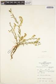 Image result for Polygala sphenoptera