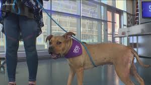 We bring people and animals together to enrich each other's lives. Spca Of Texas Offers 20 Adoption Special Wfaa Com