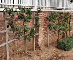 This keeps them growing in the desired configuration. Espalier Wisconsin Horticulture