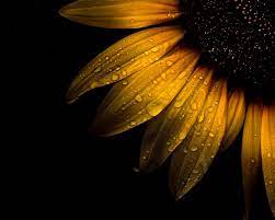 Wallpapermisc Sunflower In Water Hd Wallpaper 4 1200 X 960 Free Top High Quality Desktop Wallp Sunflower Photography Sunflower Pictures Sunflower Wallpaper