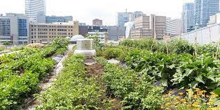 Urban Farming Ultimate Guide And Examples - Grocycle