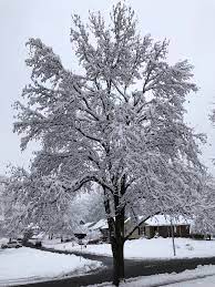 The fruits persist through the winter and attract birds. I Ve Joked About Wanting My Sweet Gum To Die For Years Hate The Tree Love The View Kansascity