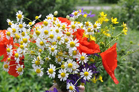 Voir plus d'idées sur le thème coquelicots aquarelle, peinture fleurs, aquarelle fleurs. Fleurs Sauvages Bouquet De Photo Gratuite Sur Pixabay