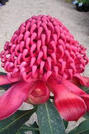 Thanks to california native plants and many varieties from other dry. 14 Australia S Flowers Ideas Flowers Beautiful Flowers Trees To Plant