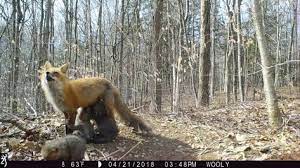 Check Out These Cool Videos Of A Red Fox And Its Kits Fox Most Beautiful Animals Animals Beautiful