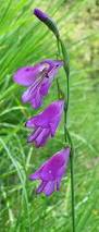 Image result for Gladiolus unguiculatus