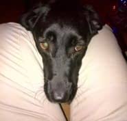 Rover.com has been visited by 10k+ users in the past month Pawsitive Pet Sitting Services Opening Hours 6707 Elbow Dr Sw Calgary Ab