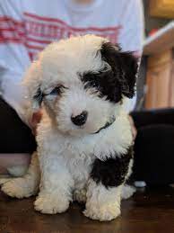 The Cutest Little Sheepadoodle Puppy You Ve Ever Seen Promise Sheepadoodle Puppy Bernedoodle Puppy Sheepadoodle