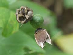 Image result for Azanza lampas