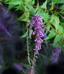 Image result for Buddleja pulchella