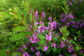 Image result for Indigofera emarginella