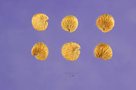 Image result for Malva verticillata