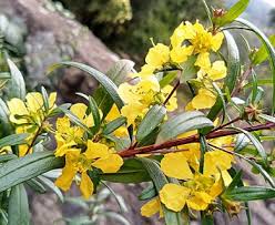 Image result for Heimia salicifolia