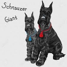 Free shipping on orders over $25 shipped by amazon. Pair Of Dogs Breed Giant Schnauzer Color Black Royalty Free Cliparts Vectors And Stock Illustration Image 27354810
