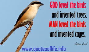 Image result for birds quotes