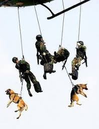 Die Hunde Des Krieges Fotos Von Hunden Im Kampf Fotoessays Animals Blog Animals Best 2020 Kopek Hayvanlar Ordu