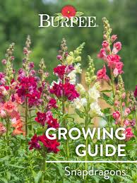Snapdragon (antirrhinum majus) flowers add a touch of whimsy to annual and perennial flower beds. Learn About Snapdragons Burpee