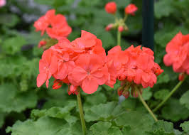 Image result for Geranium