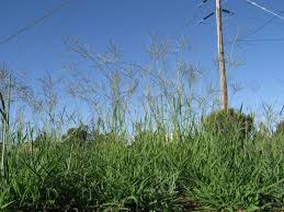 Image result for Digitaria eriantha