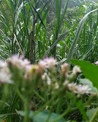 Image result for Vernonia lasiopus