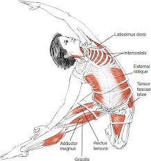 Parighasana Gate Latch Pose C Leslie Yoga Inspiration Yoga Muscles Yoga Anatomy Yoga Asanas