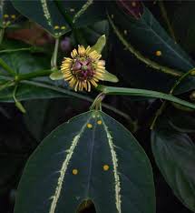 Maybe you would like to learn more about one of these? A Unique Passionflower Endemic To Costa Rica In Defense Of Plants