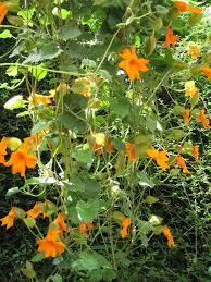 Image result for Thunbergia bogoroensis