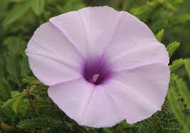 Image result for Ipomoea richardsiae