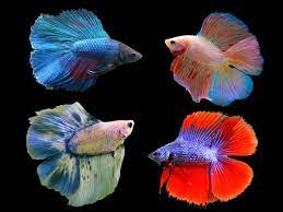 We did not find results for: Ini Dia 7 Ikan Cupang Paling Mahal Di Indonesia Harganya Fantastis