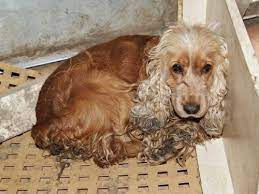 Versucht cockern in not zu helfen und dies in liebevolles neues zuhause zu bringen. Sie Konnen Helfen Cocker Und Setter In Not