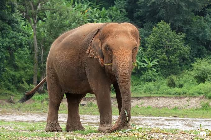 Elephant Kham Moon - Save Elephant Foundation