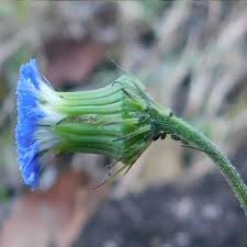 Image result for Crassocephalum rubens