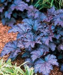 Love The Bold Blue Of This Beautiful Color On This Coral Bells Amethyst Myst Heuchera Shade Garden Plants Shade Flowers