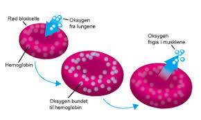 Blant annet er jern nødvendig for oksygentransport til alle celler og vev i. Gravid Etter Navlebrokk Operasjon Jernmangel