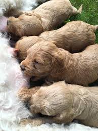 Hvordan lot han seg lure? Australian Cobberdog Valper Nesoddtangen Innlegg Facebook