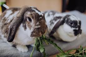 Dandelions are actually nutritious for rabbits. Dandelion Rabbits Photos Free Royalty Free Stock Photos From Dreamstime