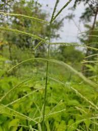 Image result for Acrachne