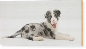 Blue Merle Border Collie Pup Wood Print By Mark Taylor Healthy & happy blue merle, red merle, red, black & white beauties. blue merle border collie pup wood print