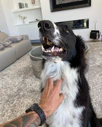 Marc Colucci (@high5petcare) • Instagram photos and videos