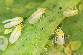 Image result for whitefly in cucumber