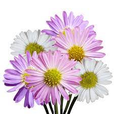 We did not find results for: Asters Flowers On Sale Online Special Globalrose