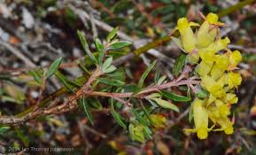 Image result for Penaeaceae