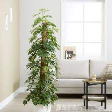Schefflera Arboricola With The Common Name Dwarf Umbrella Is An Evergreen Shrub Growing To 8 9 M Tall Free Standing Or In 2020 Tall Indoor Plants Schefflera Plants