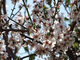 The key to proper fruit tree pollination is timing. When Do Plum Trees Bloom Top Facts