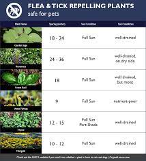 6 Easy To Grow Plants That Repel Fleas Ticks Safe For Pets Dog Safe Plants Dog Friendly Plants Mosquito Repelling Plants